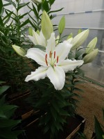 [4250 Serena Madonna 2N No01.JPG]